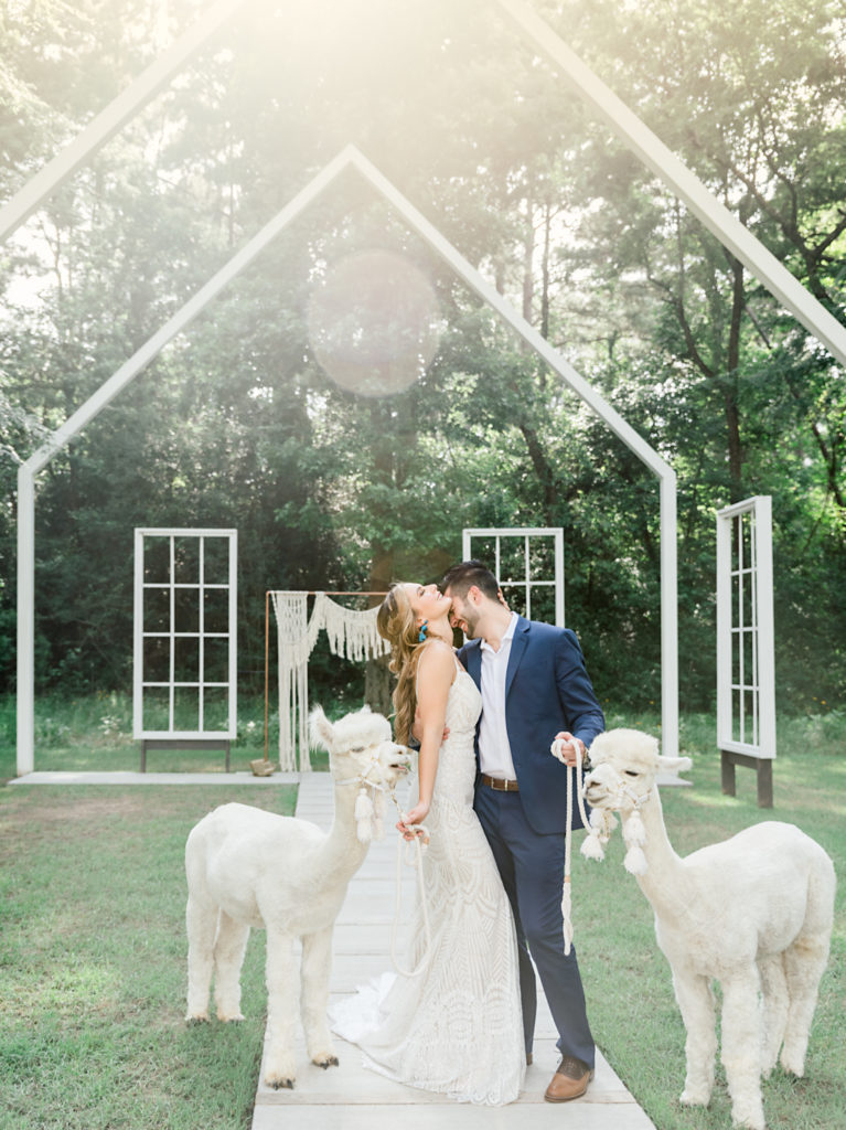 Alpacas from Texas Party Animals | The Meekermark | Jessica Lucile Photography