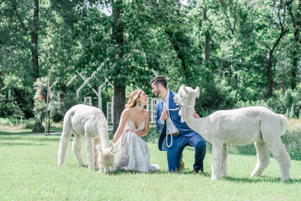 Alpacas from Texas Party Animals | Jessica Lucile Photography