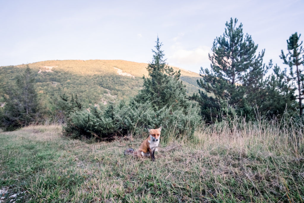 Red Fox in Abruzzo, Italy