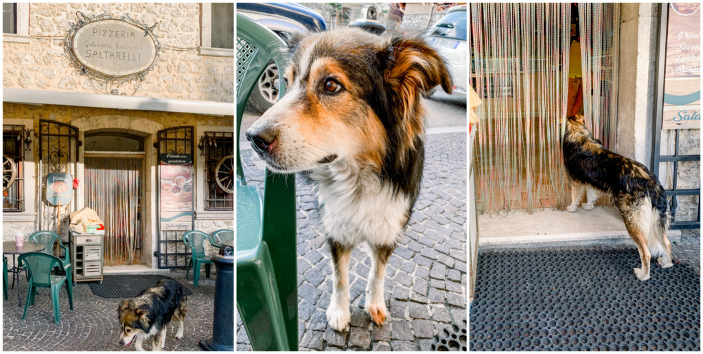 Italian Street Dog